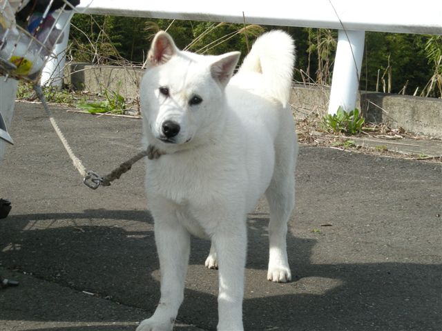 紀州犬の子供譲ります