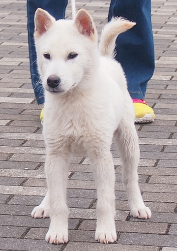 紀州犬の子犬 白 オス 18年11月26日生まれ 血統書込12万円 問合先携帯は横田俊英070 7490 9944 新しい森の生活 新しい山麓生活 東京近郷の新しい田舎暮らし物語